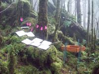 研究檜木林枯落物和以枝葉包測定其葉之分解速率