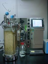 生物反應器培養青脆枝毛狀根生產喜樹鹼