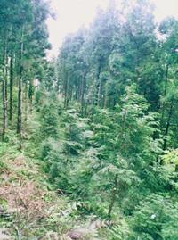 柳杉人工林行列疏伐複層林營造