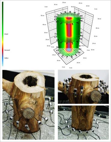 油杉(Keteleeria davidiana)中央腐朽(16探頭)(3D影像）油杉天然中央腐朽原木，以16組探頭檢測上中下三層，所顯現之3D斷層影像