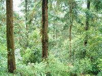 香杉受害林孔隙疏伐後10年營造之複層多樣之林相