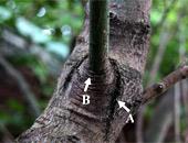 樹幹和枝條連結狀況，枝皮樑脊（A）和枝瘤（B）外觀