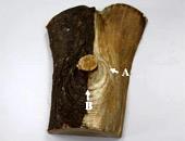 樹幹和枝條連結狀況，枝皮樑脊(A)和枝瘤(B)外觀