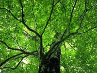 森林有固碳功能