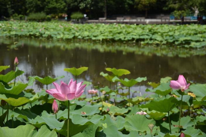 台北植物園的荷花池是許多老台北人的記憶，夏季時荷葉田田，賞荷者眾。