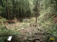柳杉人工林疏伐帶檜木更新處理樣區與種子收集網