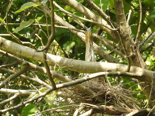 近二十年來，觀察到黑冠麻鷺Gorsachius melanolophus逐漸適應台灣的都市環境，在公園草地覓食並在高樹上築巢