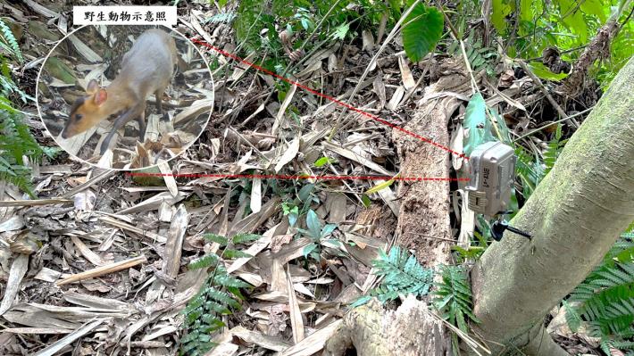 在森林中架設自動相機進行長時間野生動物監測