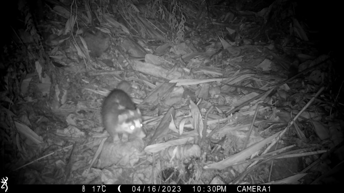 自動相機拍攝夜行性鼬獾(Melogale moschata)出沒