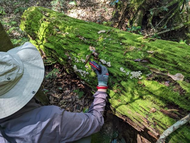 定期於森林環境進行大型真菌調查