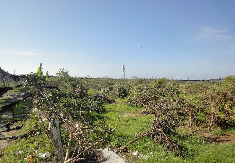 圖2、強烈颱風尼伯特造成釋迦果樹整片倒伏.jpg