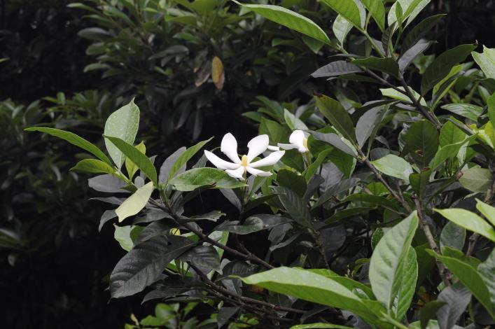 黃色染料植物：山黃梔(Gardenia jasminoides)(鐘詩文先生 提供),枼卵形，光滑。