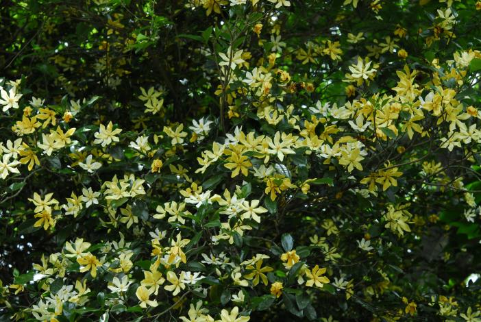 黃色染料植物：山黃梔 (Gardenia jasminoides)(鐘詩文先生 提供)