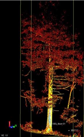圖1使用地面光達掃描林業試驗所六龜試驗林臺灣杉人工林的點雲成果