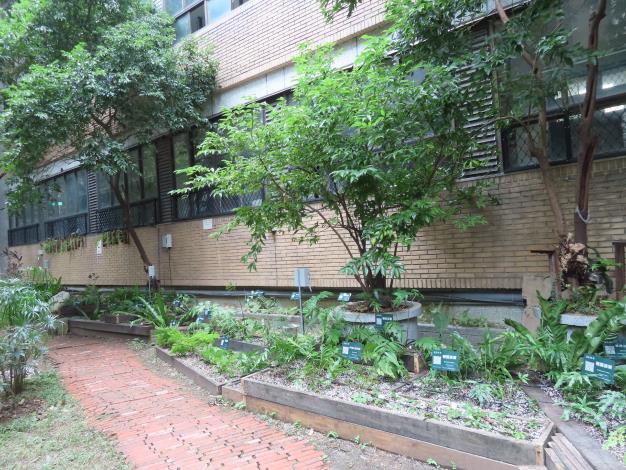 圖1.臺北科技大學蕨類試驗校園為全國首座蕨類試驗校園，栽植二十多種蕨類。