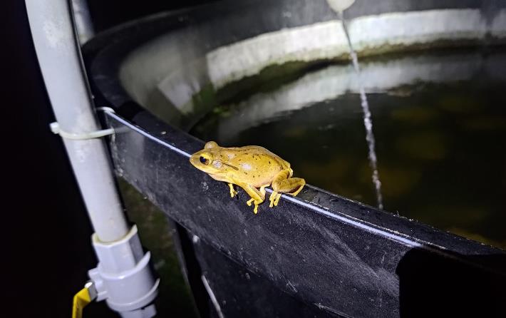 圖2.斑腿樹蛙Polypedates megacephalus 中型蛙體長大約5-7公分，外型與原生種布氏樹蛙非常相似，除了後腿內側的花紋上能區分之外，外觀不易辨識。斑腿樹蛙的叫聲像機關槍一樣的快速連續「噠噠噠噠」，比布氏樹蛙的叫聲快上許多，兩者在叫聲上有非常明顯的不同。斑腿樹蛙常利用海拔600公尺以下的菜園、果園、公園等人為環境繁殖，臺灣除了台東以外均已發現入侵。(林試所張俊文攝)