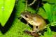 圖1.布氏樹蛙 Polypedates braueri 中型蛙體長大約5-7公分，上唇白色，背部褐色，有些會有4條深色縱紋，有些個體則不明顯，頭部兩側有細細的過眼黑線，後腿上有深色橫紋，內側則有黑色網狀紋路。布氏樹蛙的叫聲是連續的「打、打、打」像敲打木板的聲音，相當有特色很好辨認。(林試所張俊文攝)