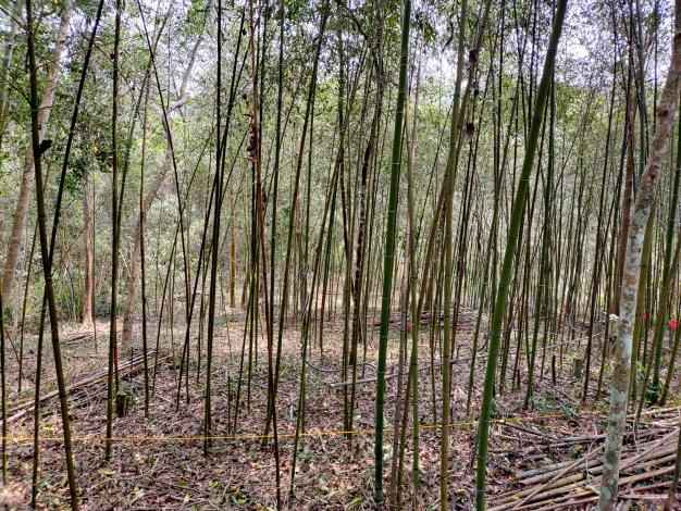 圖2蓮華池的桂竹林經營試驗