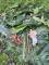 圖一、烏來月桃的各部位都可以取得純露和精油，除了下方的葉，上方從左到右分別是地下根莖、假莖和花。