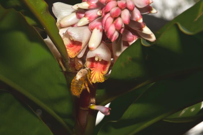 圖三、歐氏月桃花的唇瓣是黃底紅紋，和其它種月桃一樣，明顯的唇瓣負責「招蜂引蝶」。
