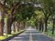 圖一、維護良好的行道樹:公路局南區養護工程分局台東工務段維護管理的臺9線卑南綠色隧道茄苳樹綠意盎然。