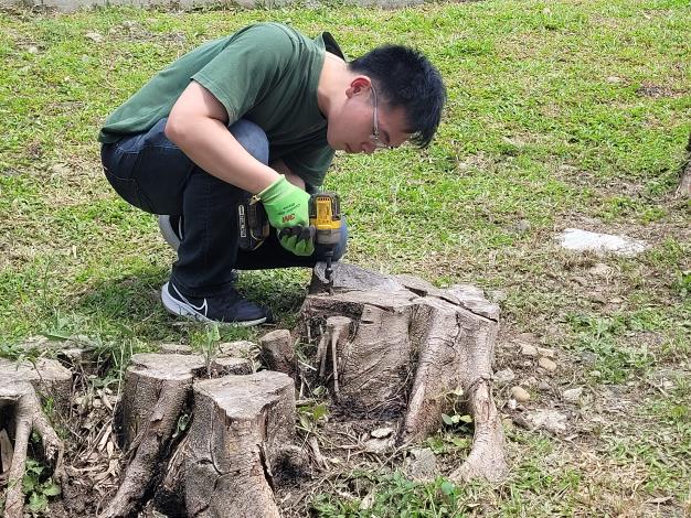 圖3-千惠園藝社利用真菌技術進行樹木褐根病防治