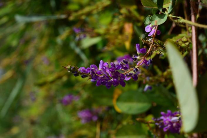 圖5_伴生植物_假地豆Desmodium heterocarpon（王子欣攝影）-01