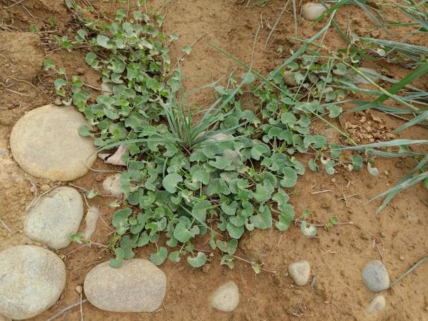 圖5_伴生植物_雷公根