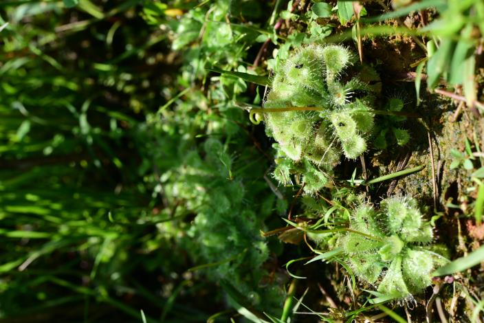圖4_主要目標移植植物_金錢草 Drosera burmannii（王子欣攝影）-01