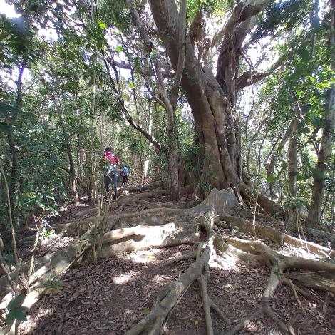 圖3.高士佛母樹園中的白榕地景