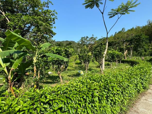 圖4.家庭農園植物栽種利用不同高度的空間，是具有環境生態與文化傳承的場域