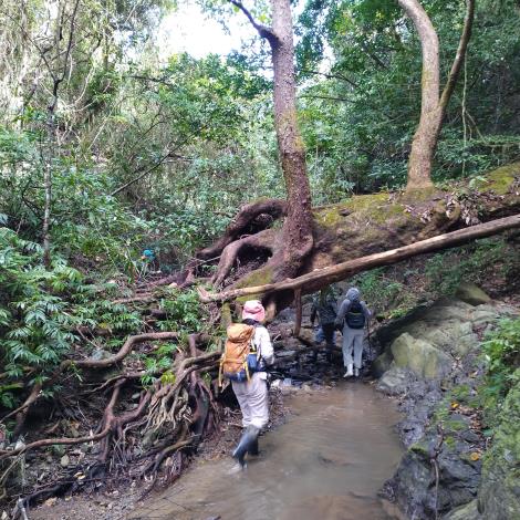 圖2.高士佛母樹園具有豐富的生態與地形風貌