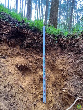 圖3.森林裡儲存最多碳的地方，不是樹幹，而是土壤。