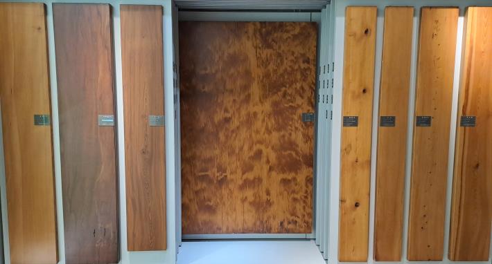 圖3各式實木標本