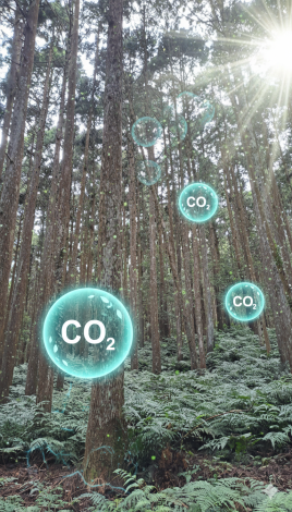 圖2.樹木在成長過程中透過光合作用固定二氧化碳，並將碳儲存在木材中