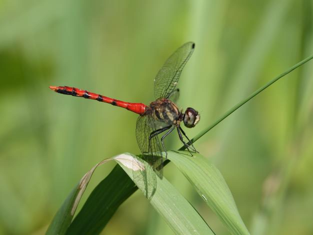 圖3.纖紅蜻蜓雄蟲.JPG