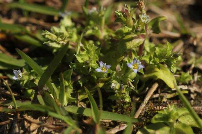 圖2.臺東龍膽(Gentiana tenuissima)其模式標本採自花蓮壽豐一帶，只因當時仍屬「臺東廳」轄區，才在命名上留下「臺東」兩字。