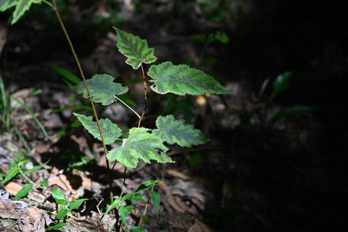 圖3.卑南懸鉤子(Rubus puyumaensis)其種名來自卑南族語「普悠瑪」。