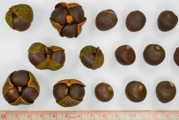 圖3-臺灣山茶-果實 種子.JPG