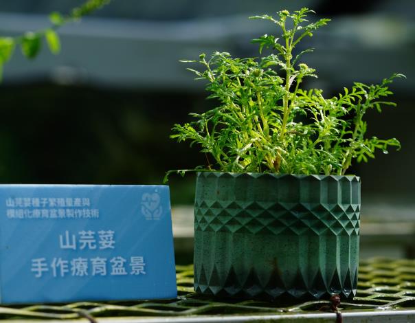 圖3. 山芫荽盆景是林試所團隊推出的第一個原生植物療育模組生產技術。.JPG