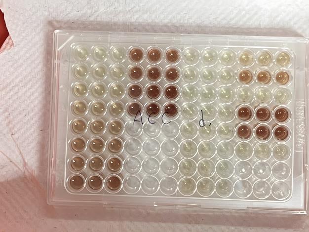 圖3. 分離自相思樹根瘤之菌株ACC脫胺酶活性測定結果，顏色深淺反映ACC脫胺酶活性強弱。