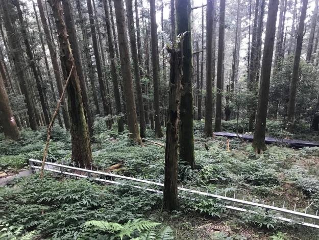Soil erosion test plots in the Lioukuei Experimental Forest thinning area