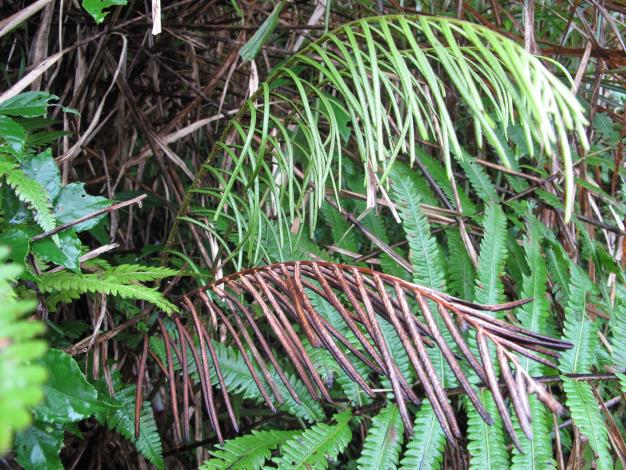 Oriental ostrich fern, critically endangered fern in Taiwan