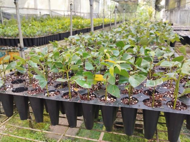 The process of screening and cultivating superior strains of Cinnamomum osmophloeum