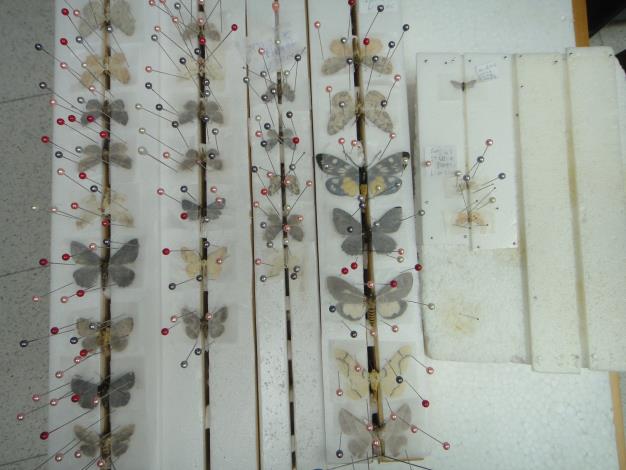 The Lepidoptera specimens in the Forest Arthropod Collection of Taiwan, TFRI