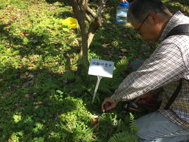 Researchers are collecting arthropods from the surface soil of urban forests.