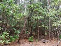 A natural regeneration area of the Odollam cerberus tree(Cerbera manghas).
