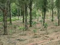 Underplanting operation carried out at a Casuarina stand of the Sihhu coastal forest.