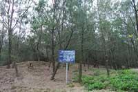 International provenance trial site of she-oak trees(Casuarina equisetifolia).