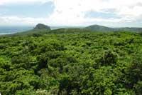 Over-look of the Kenting uplifted coral reef. forest